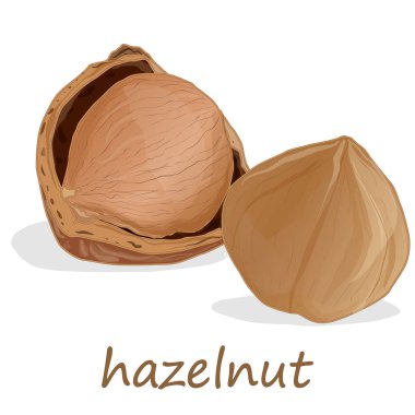 Fındık yakın çekim, beyaz arka planda izole.