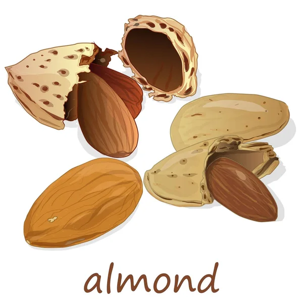 Almond isolerade. Nötter på vit bakgrund. — Stockfoto