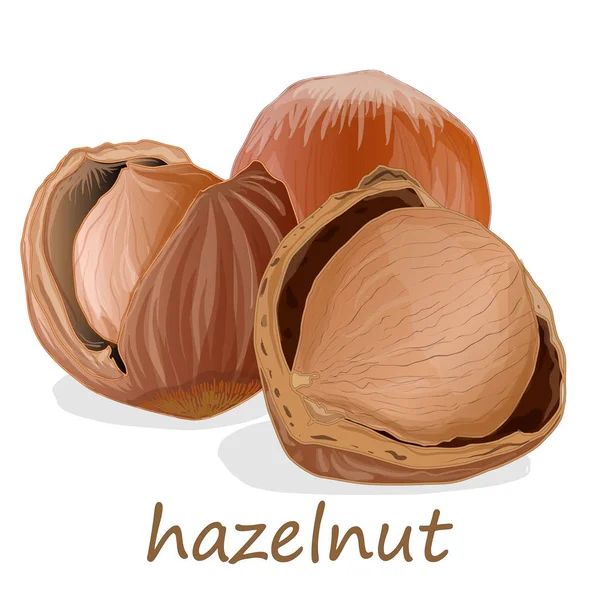 Closeup of hazelnuts, isolated on the white background. — Stock Photo, Image