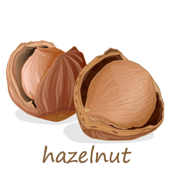 Closeup of hazelnuts, isolated on the white background. — Stock Photo, Image