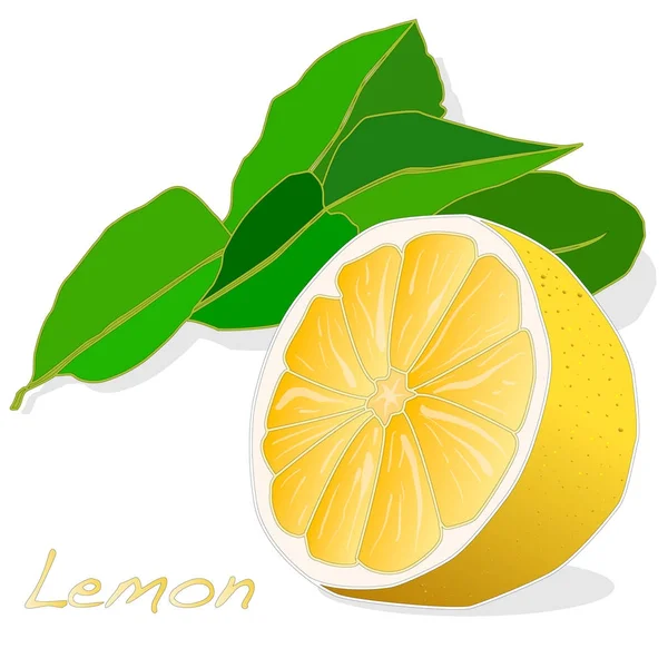 Koleksi ilustrasi buah lemon — Stok Foto