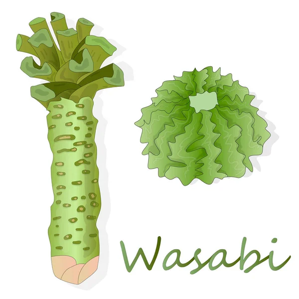 Wasabi japán tormás illusztráció, fehér. — Stock Vector