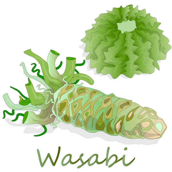 Wasabi Japon horseradish resimde beyaz. — Stok Vektör