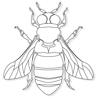 Beyaz arka planda bal arısının vektör çizimi. Boyama i