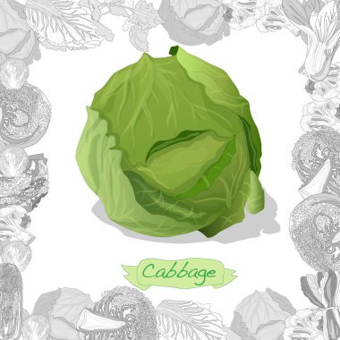 Beyaz arka planda taze lahana çizimi. Vektör resmi