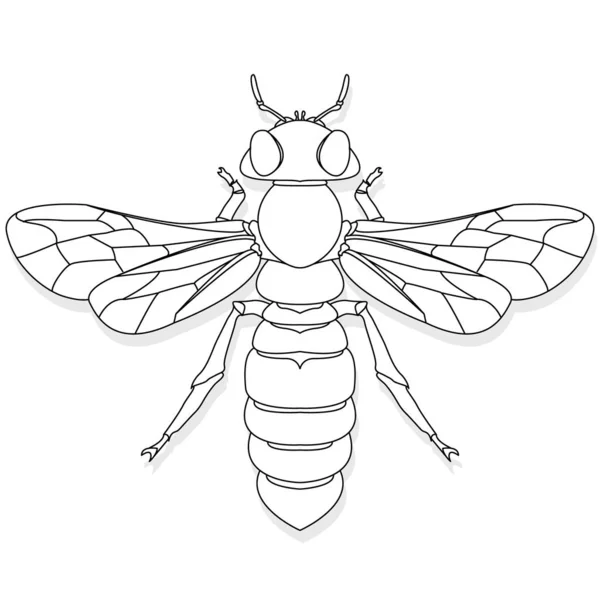 Beyaz arka planda bal arısının vektör çizimi. Boyama i — Stok Vektör