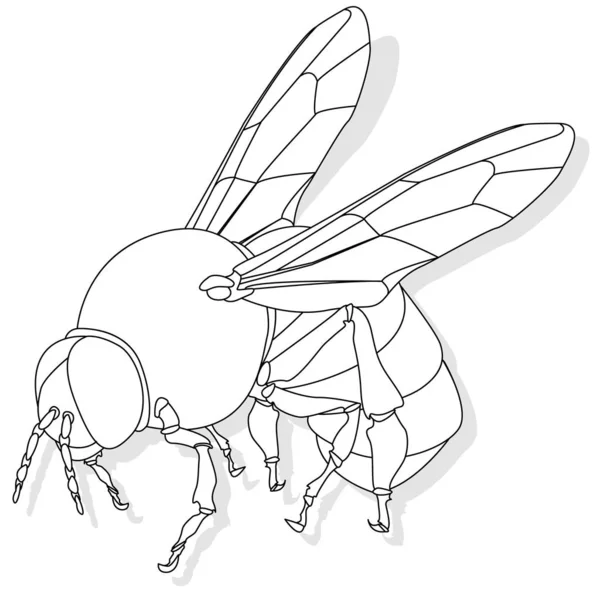 Wektorowa ilustracja pszczoły miodnej na białym tle. Kolorowanki i — Wektor stockowy