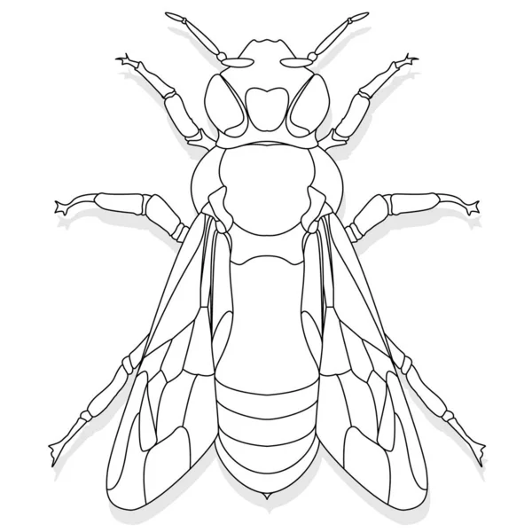 Ilustração vetorial de abelha no fundo branco. Colorir i — Vetor de Stock