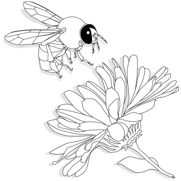 Illustration vectorielle de l'abeille domestique sur fond blanc. Coloriage i — Image vectorielle