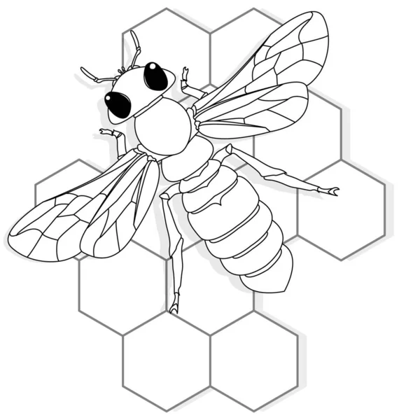 Ilustración vectorial de abejas melíferas sobre fondo blanco. Colorear i — Archivo Imágenes Vectoriales