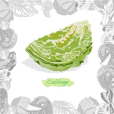 Beyaz arka planda taze lahana çizimi. Vektör resmi