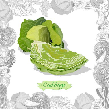 Beyaz arka planda taze lahana çizimi. Vektör resmi