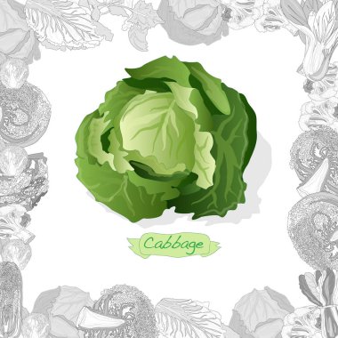 Beyaz arka planda taze lahana çizimi. Vektör resmi