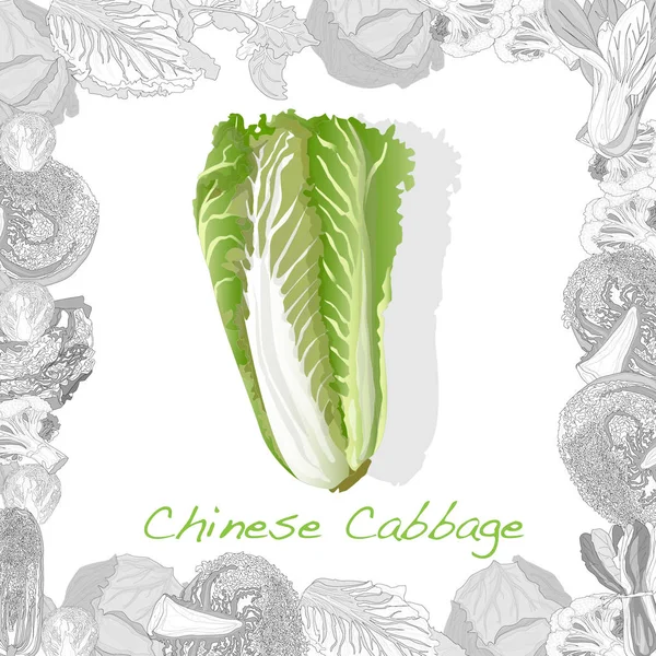 Illustration de chou chinois frais sur fond blanc. Vecteur — Image vectorielle