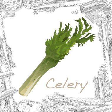 Kereviz, beyaz arka planda izole edilmiş. Vektör illüstrasyonu