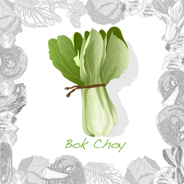 Bok choy vegetabilisk illustration isolerad på den vita bakgrunden — Stock vektor