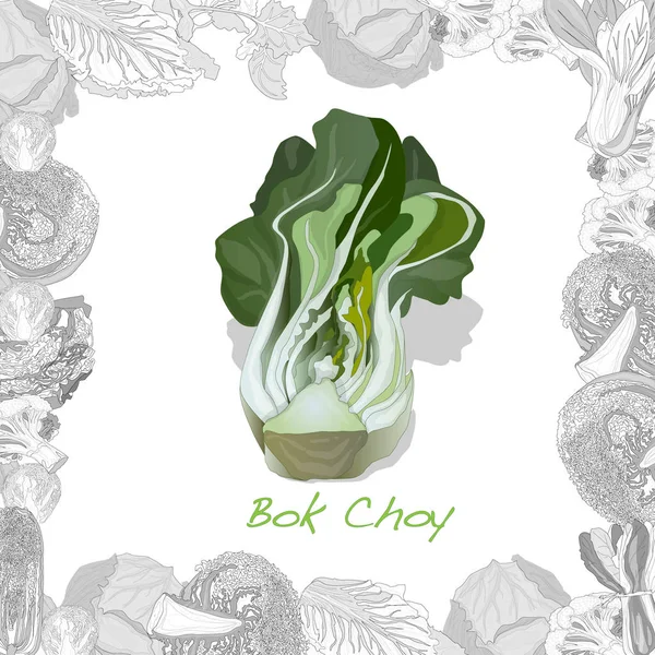Bok choy Gemüse Illustration isoliert auf dem weißen Hintergrund — Stockvektor