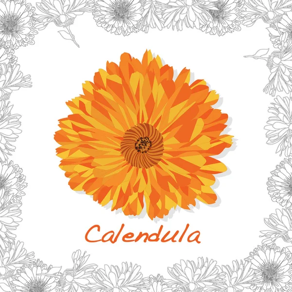 Calendula. Medicinsk ört illustration isolerad på vitt. Vektor i — Stock vektor