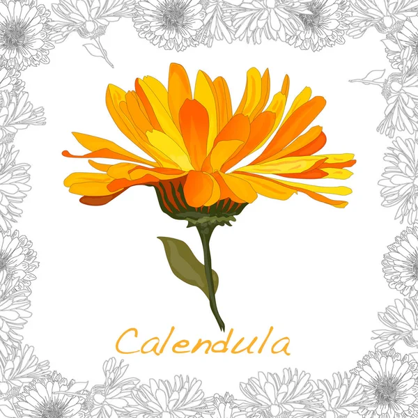 Calendula. Ilustrasi herbal medis diisolasi dengan warna putih. Vektor i - Stok Vektor