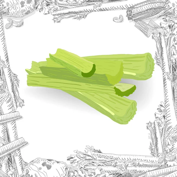 Celery isolated on white backgraund. Vector illustration — Stock Vector