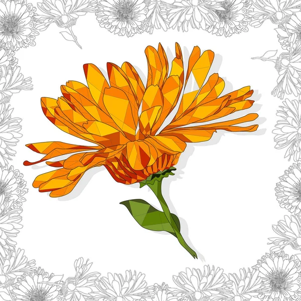 Het is Calendula. Medische kruidenillustratie geïsoleerd op wit. Vector i — Stockvector