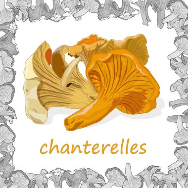 Sarı Chanterelle vektör çizimi. Beyaz üzerine izole edilmiş resim 