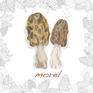 Morel, sarı morel, gerçek morel ve Sünger morel - yenilebilir mushro