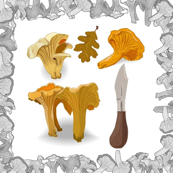 Yellow chanterelle vector illustration. Isolated image on white — Stock Vector