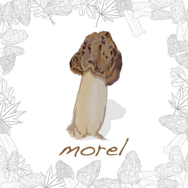 Morel, sarı morel, gerçek morel ve Sünger morel - yenilebilir mushro