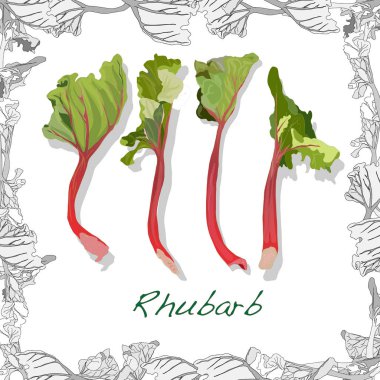 Beyaz arka planda izole edilmiş taze ravent çizimi. Vektör