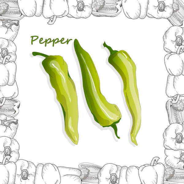 Closeup view pepper on white background, raw food ingredient con — Stock Vector