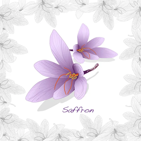 Fleur de safran dans un cadre décoratif. Image vectorielle isolée — Image vectorielle