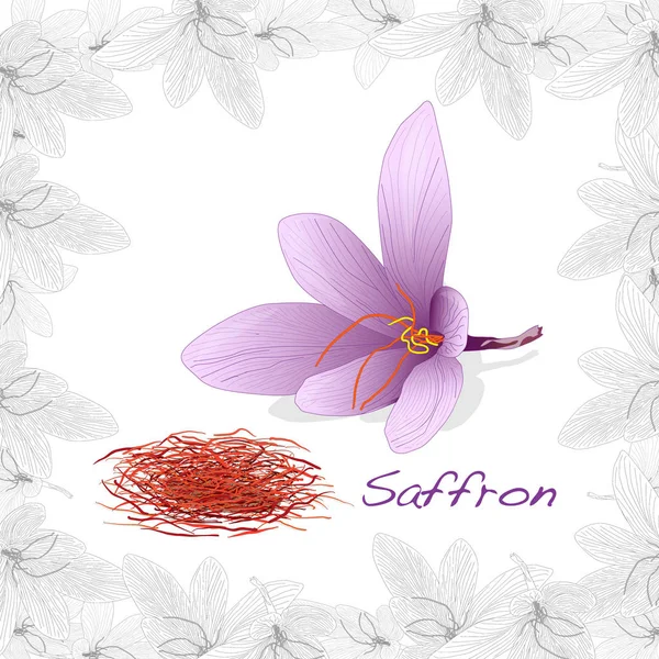 Fleur de safran dans un cadre décoratif. Image vectorielle isolée — Image vectorielle