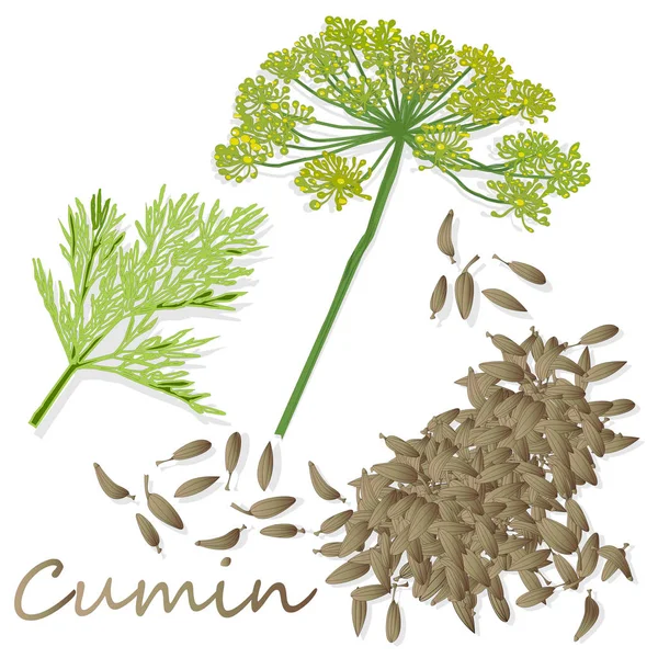 Cumin (Zira) seeds seasoning for meals and soups on a white back — Stock Photo, Image