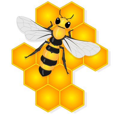 Beyaz sırtlı bal arısı ve bal peteğinin vektör çizimi