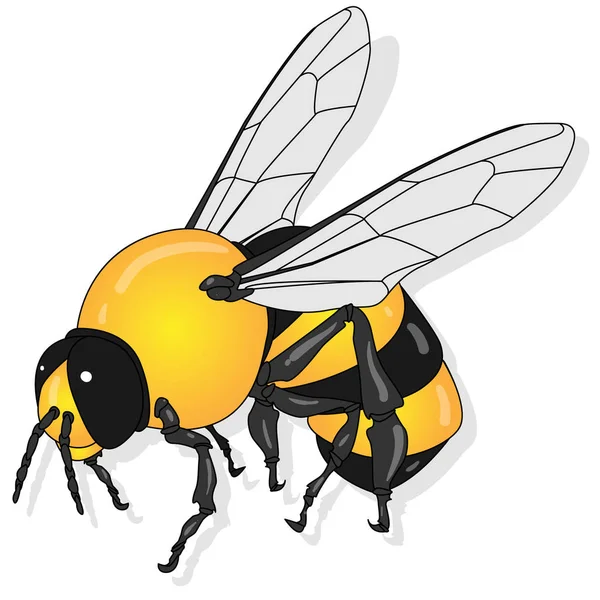 Vector illustration of honey bee on white background. . — Stock Vector