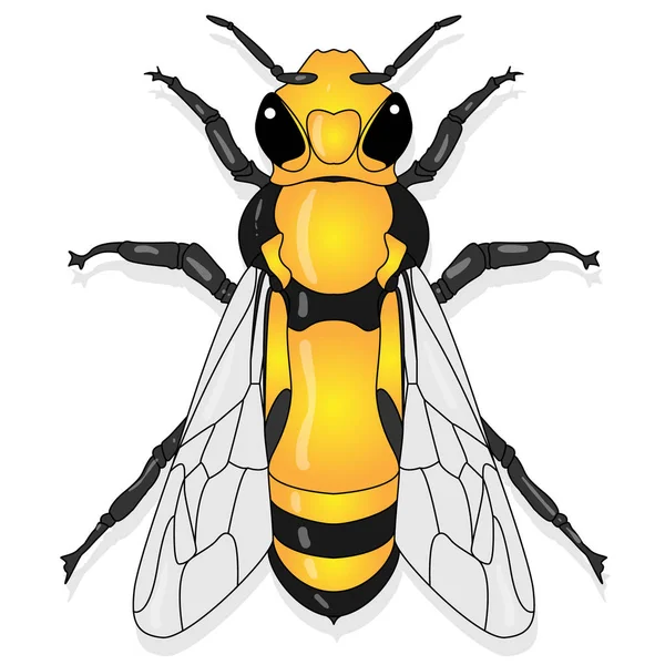 Ilustración vectorial de abejas melíferas sobre fondo blanco . . — Archivo Imágenes Vectoriales