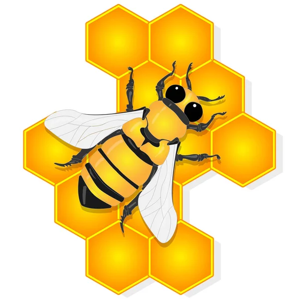 Vector illustration of honey bee and honeycomb  on white backgro — Stock Vector