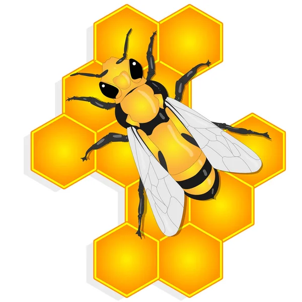 Vector illustration of honey bee and honeycomb  on white backgro — Stock Vector