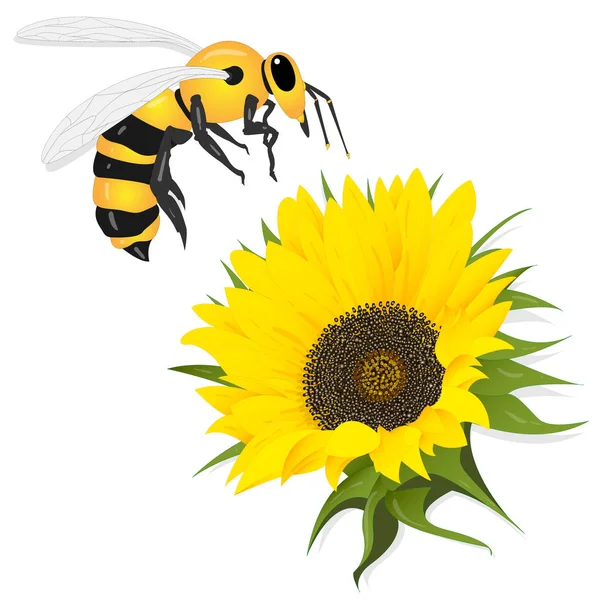 Slunečnice s včelkou na bílém pozadí. Zemědělské zemědělství pla — Stockový vektor