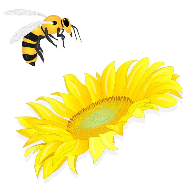 Girasol con abeja sobre fondo blanco. Agricultura agrícola pla — Archivo Imágenes Vectoriales