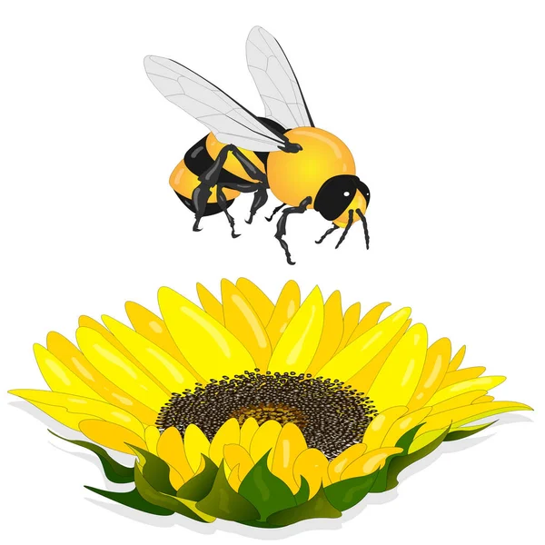 Slunečnice s včelkou na bílém pozadí. Zemědělské zemědělství pla — Stockový vektor