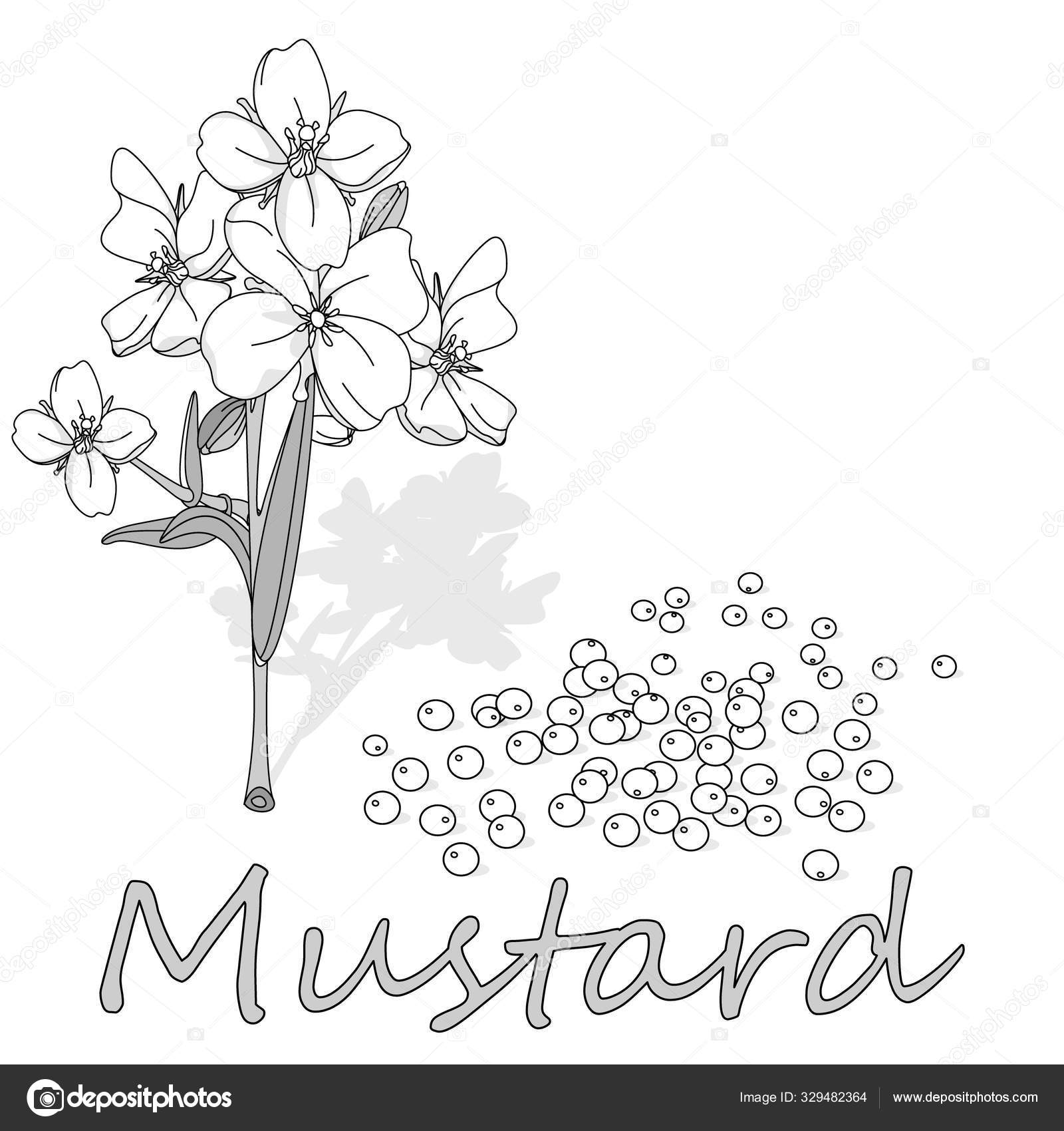 Wild mustard – Identifying Noxious Weeds of Ohio