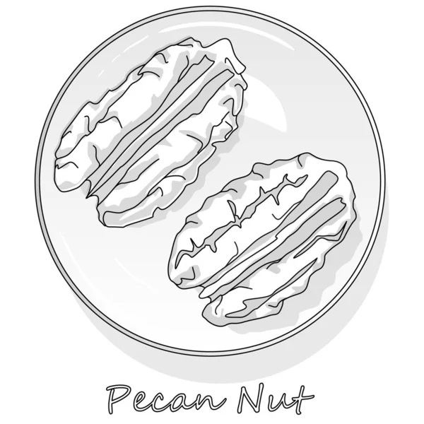 Pecan Nut Isolated White Background Vector Illustration Monochrome Pecan Image — 스톡 벡터