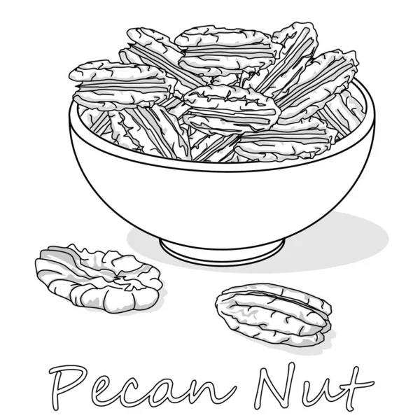 Pecan Nut Isolated White Background Vector Illustration Monochrome Pecan Image — Stock Vector