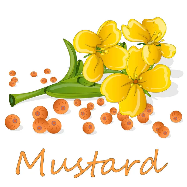 Mustárvektor Illusztrációk Gyűjteménye Mustármag Virág Levelek Hüvely Fehér Alapon Elszigetelve — Stock Vector