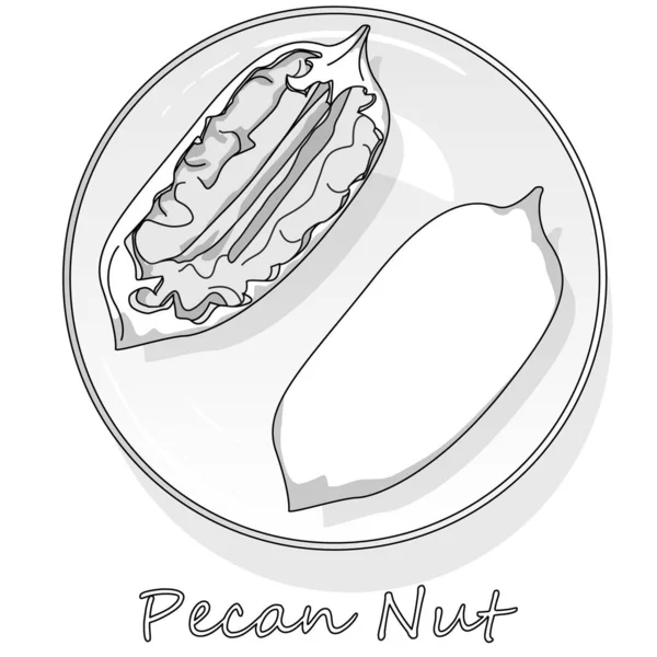 Pecan Nut Isolated White Background Vector Illustration Monochrome Pecan Image — 스톡 벡터