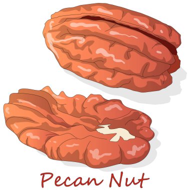 Fındık fıstığı beyaz arka planda izole edilmiş. Vektör illüstrasyonu.