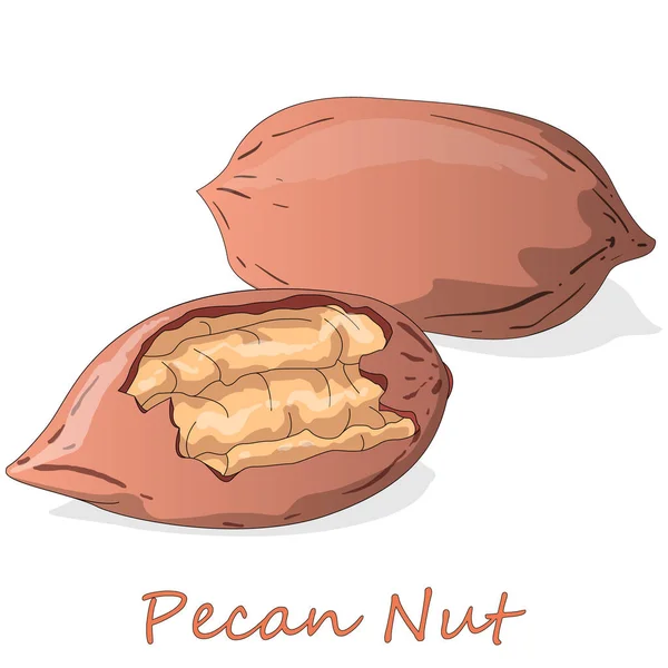 Pecan nut isolated on white background. Vector illustration. — Stock Vector