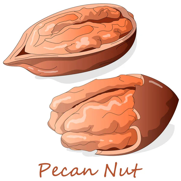 Pecan nut isolated on white background. Vector illustration. — Stock Vector